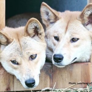 The Dingoes
